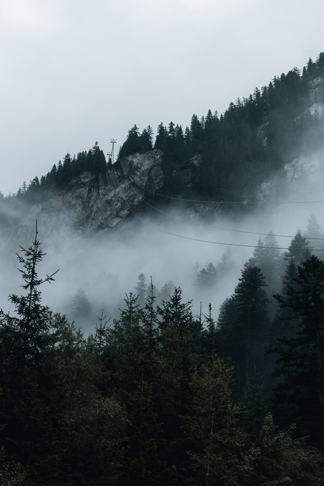Forêt se dévoilant dans la brume